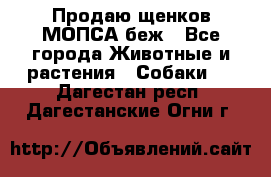 Продаю щенков МОПСА беж - Все города Животные и растения » Собаки   . Дагестан респ.,Дагестанские Огни г.